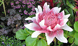 Glass flower in the Studio Garden